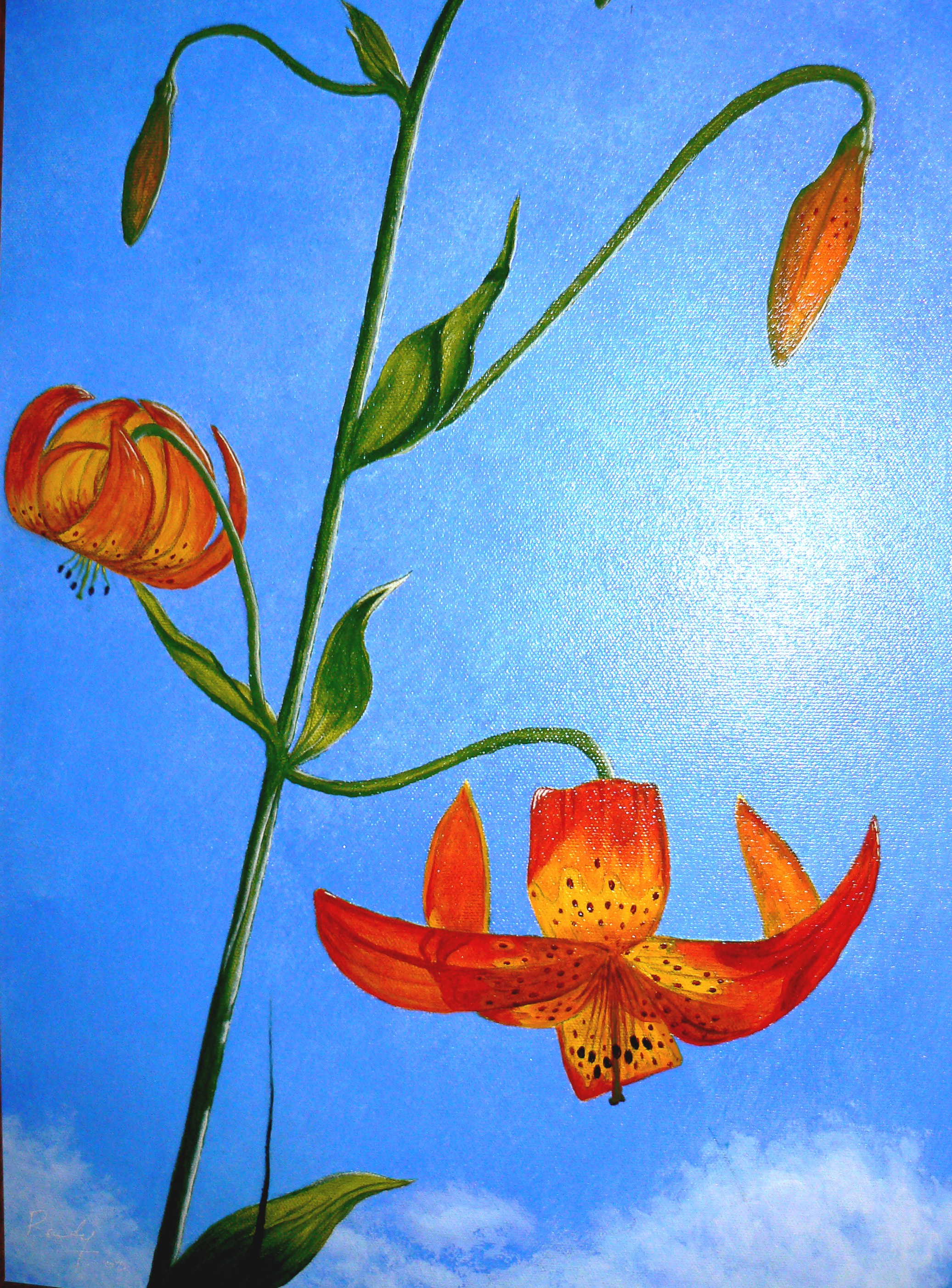 http://www.liakura.com/images/wacky_iridescent_tiger_lily.jpg